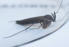 Keroplatidae