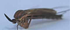 Keroplatidae