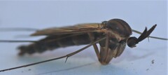 Keroplatidae
