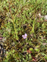 Erodium botrys