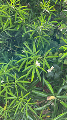 Angiospermae