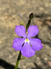 Isotoma hypocrateriformis