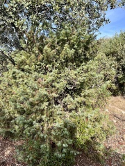 Juniperus oxycedrus