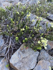Phyllodoce glanduliflora