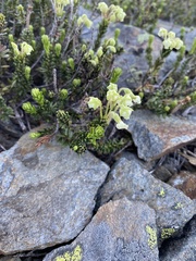 Phyllodoce glanduliflora