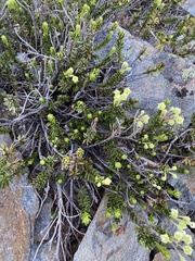 Phyllodoce glanduliflora