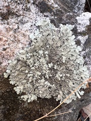 Parmelina tiliacea