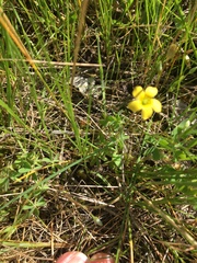 Oxalis perennans