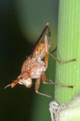 Sciomyzidae