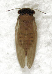 Ctenarytaina insularis