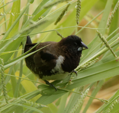 Spermestes cucullata