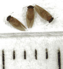 Ctenarytaina insularis