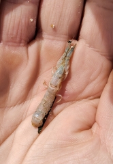 Upogebia