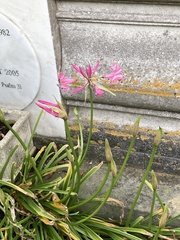 Nerine