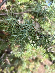Juniperus oxycedrus