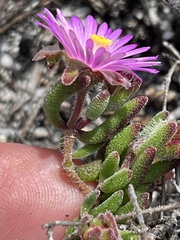 Drosanthemum stokoei