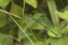 Aciagrion occidentale