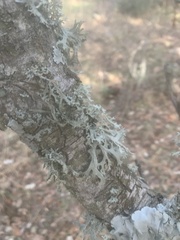 Evernia