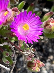 Drosanthemum stokoei