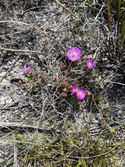 Drosanthemum stokoei