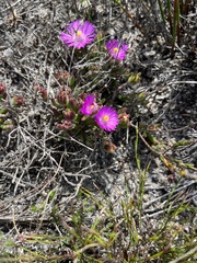 Drosanthemum stokoei