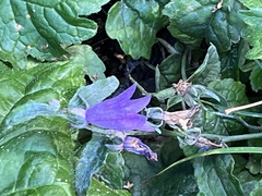 Campanula rapunculoides