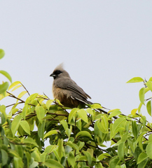 Colius striatus integralis