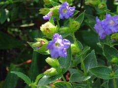 Strobilanthes sessilis