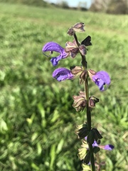 Salvia pratensis