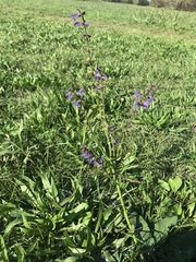 Salvia pratensis