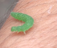 Lepidoptera
