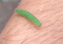 Lepidoptera
