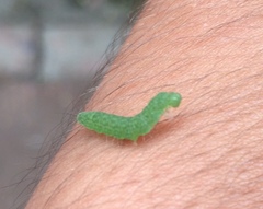 Lepidoptera