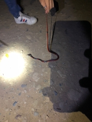 Oxyrhopus melanogenys