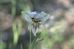 Gladiolus griseus