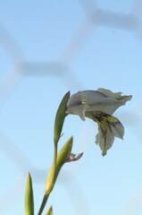 Gladiolus griseus