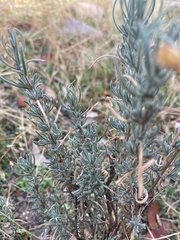 Lavandula pedunculata