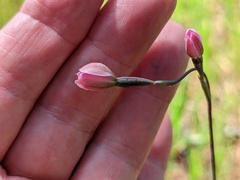 Thelymitra rubra