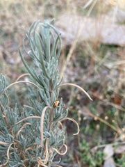 Lavandula pedunculata