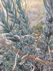 Lavandula pedunculata