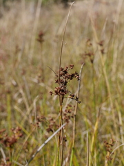 Juncus acutiflorus