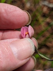 Thelymitra rubra