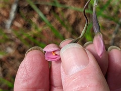 Thelymitra rubra