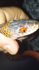 Oxyrhopus melanogenys