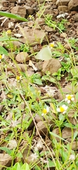 Lepidoptera