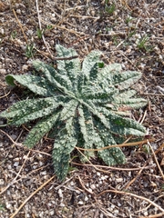 Echium asperrimum