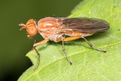 Sciomyzidae