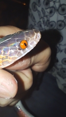 Oxyrhopus melanogenys