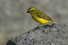 Crithagra flaviventris