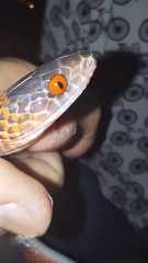 Oxyrhopus melanogenys